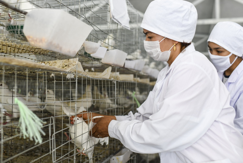在新疆喀什新投鴿業有限責任公司種鴿養殖廠房中，在此就業的農民在檢查鴿子的健康狀況（8月14日攝）。