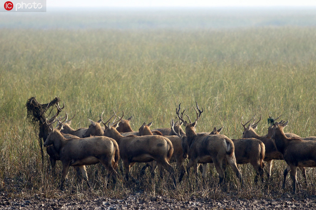 2019年10月20日，江蘇省鹽城市大豐區，一群麋鹿在濕地中自由覓食、游弋。