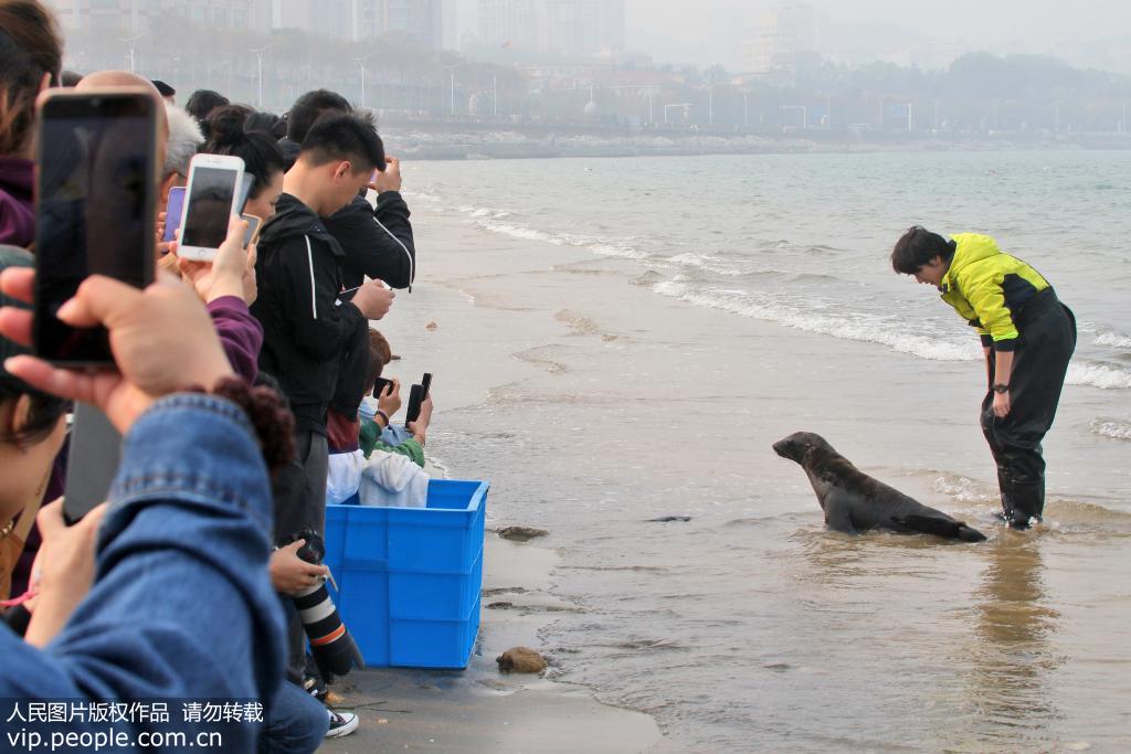 10月21日，學習游泳的小海獅“辛巴”引來不少游人圍觀和拍照。