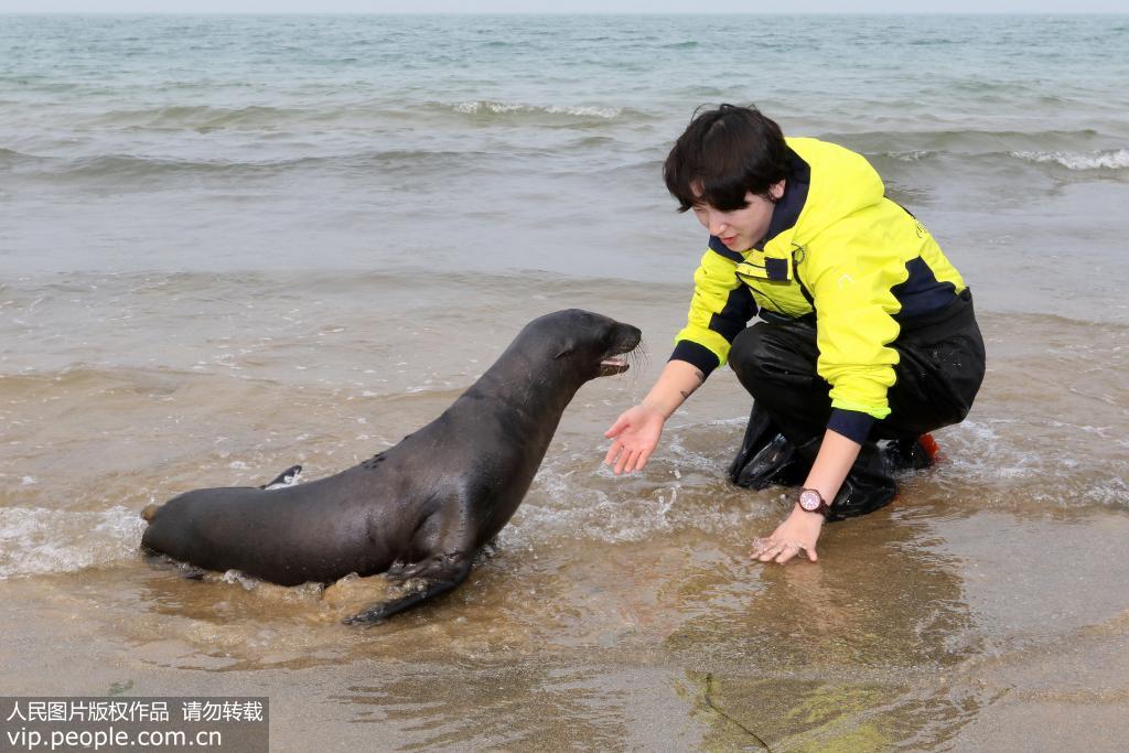 10月21日，小海獅“辛巴”與飼養員劉靜雯在海中互動。