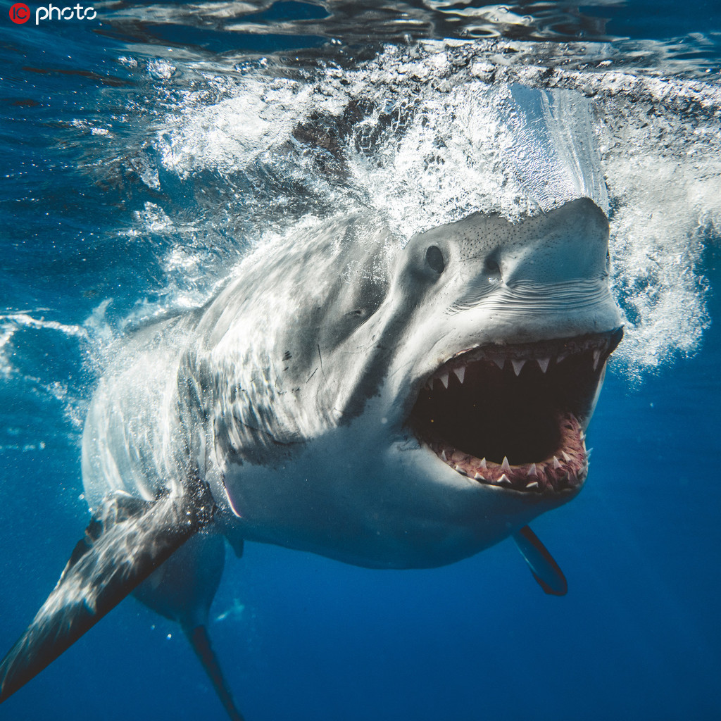 攝影師近距離拍攝凶猛鯊魚【6】