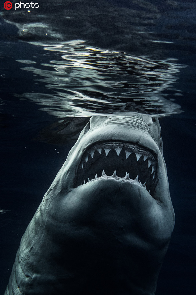 攝影師近距離拍攝凶猛鯊魚【9】