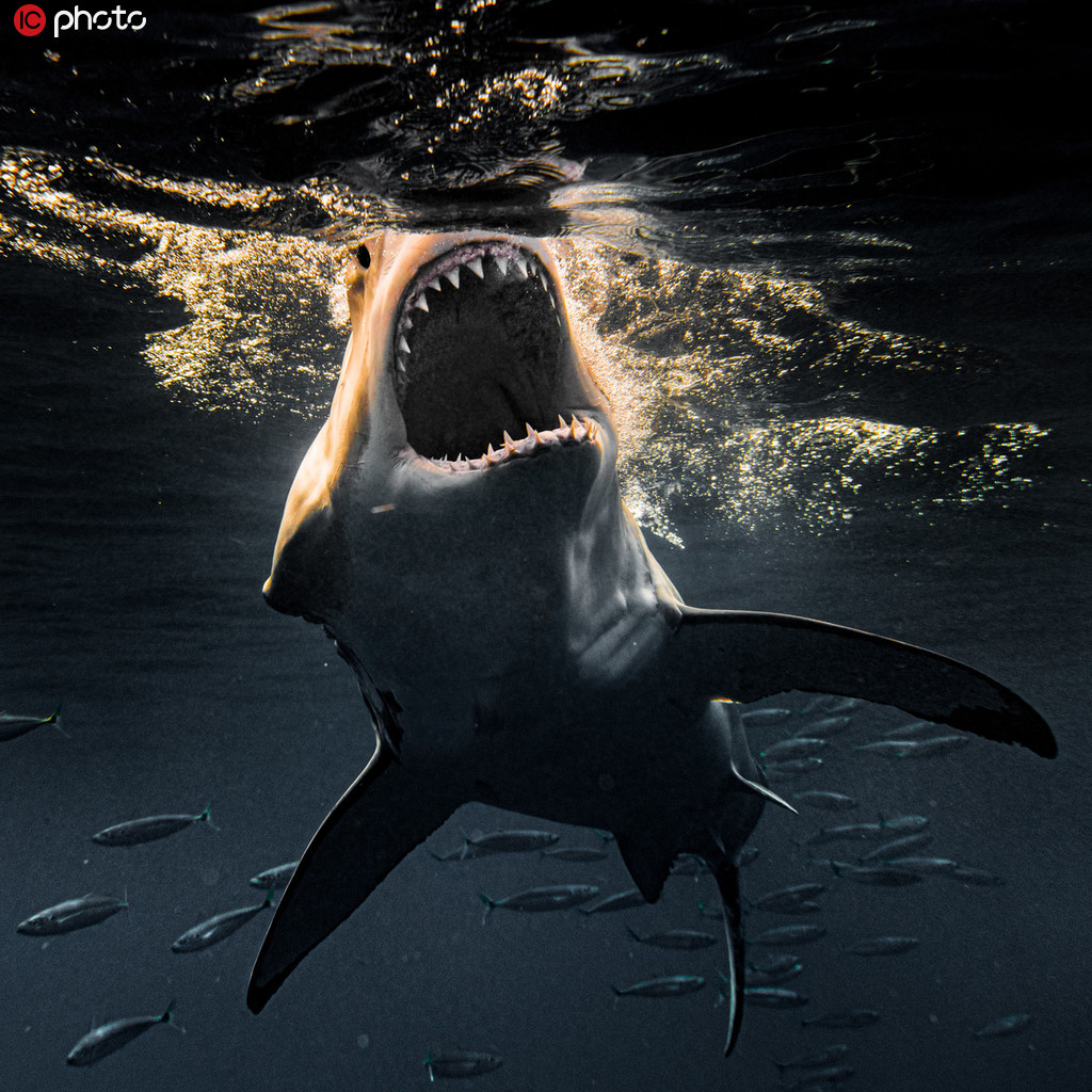 摄影师近距离拍摄凶猛鲨鱼