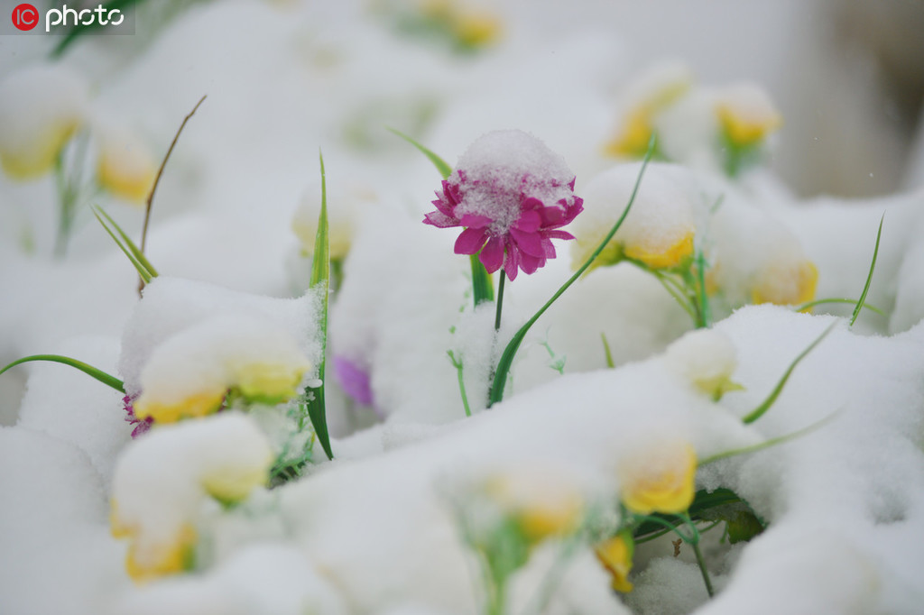10月22日，積雪覆蓋的盆花。