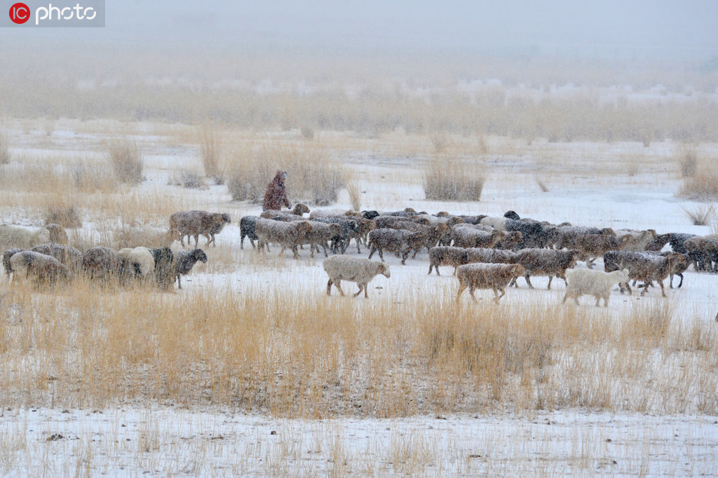 10月22日，雪地中的牧羊人。