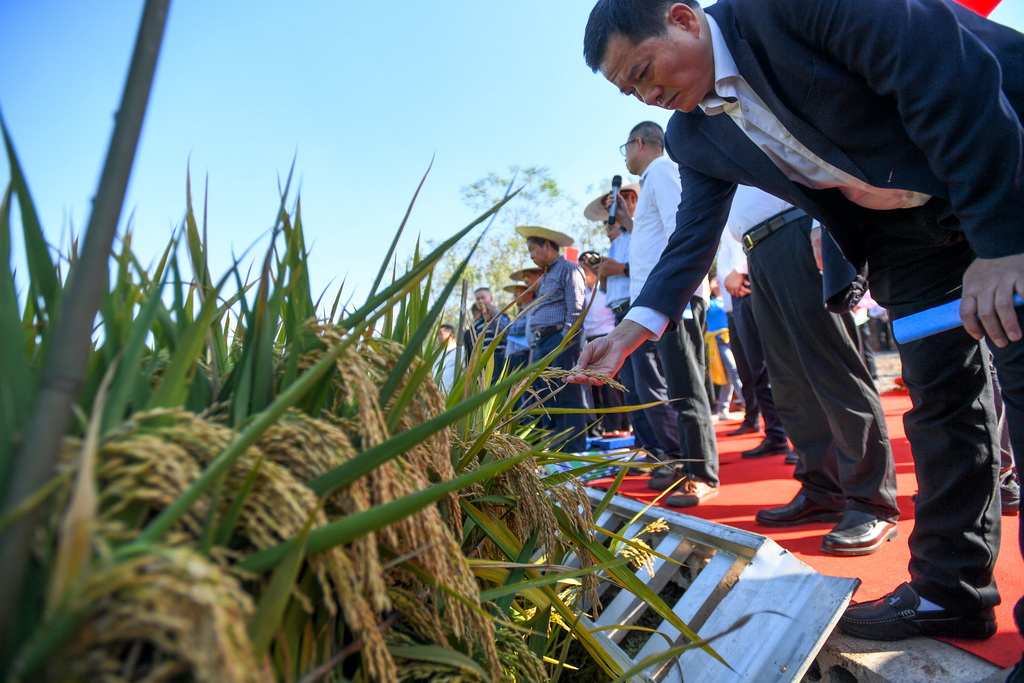 农业专家在第三代杂交水稻新组合试验示范衡南基地测产现场查看水稻生长情况（10月21日摄）。新华社记者 陈泽国 摄
