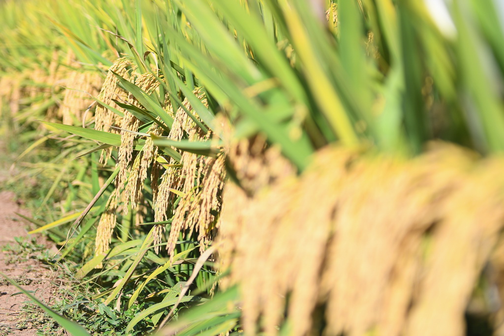 这是第三代杂交水稻新组合试验示范衡南基地测产现场待收割的水稻（10月21日摄）。新华社记者 陈泽国 摄