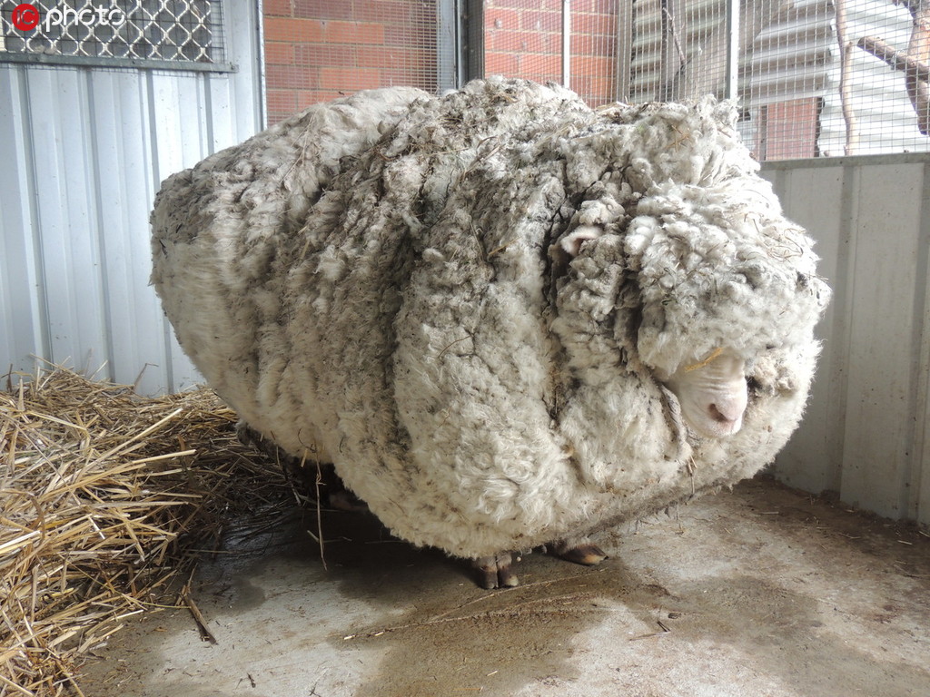 全球毛最重的羊去世：曾一次性剃下40公斤毛破世界紀錄【3】