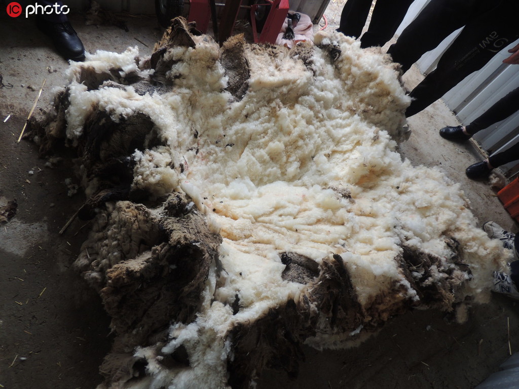 全球毛最重的羊去世：曾一次性剃下40公斤毛破世界紀錄【6】