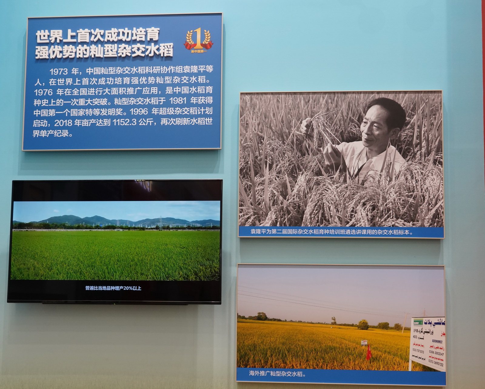 世界上首次成功培育強優勢的籼型雜交水稻。