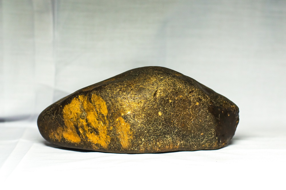 這是在黑龍江省海倫市發現的草化石（資料照片）。新華社發