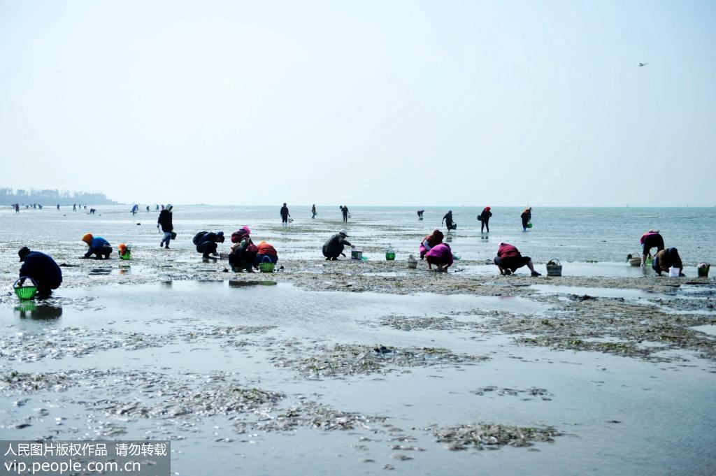 10月30日，山東青島西海岸新區唐島灣南岸，市民和游客在海灘上趕海。