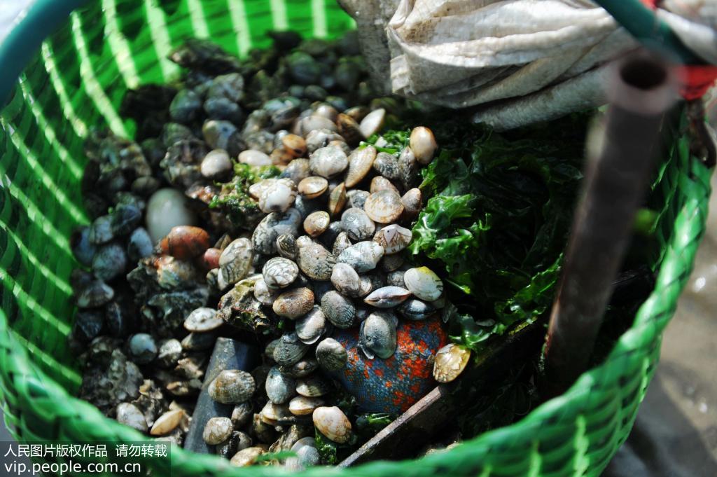 10月30日，山東青島西海岸新區唐島灣南岸海灘，市民趕海挖到的小蛤蜊等海鮮。