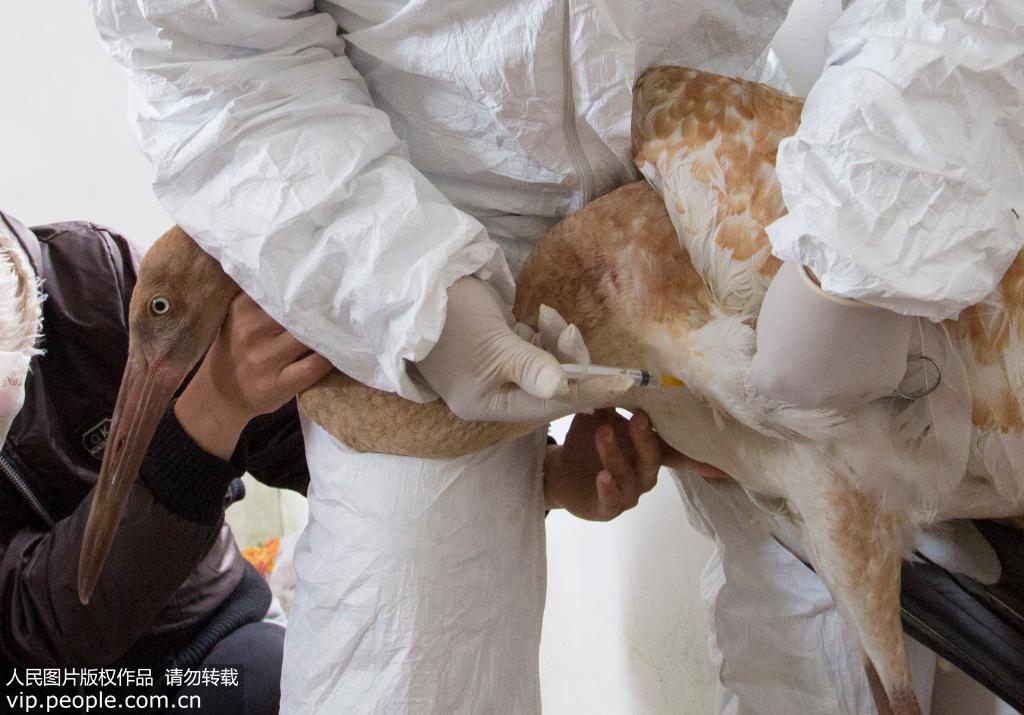 2015年11月21日，在鄱陽湖候鳥醫院，李春如在志願者的幫助下救治受傷東方白鸛。