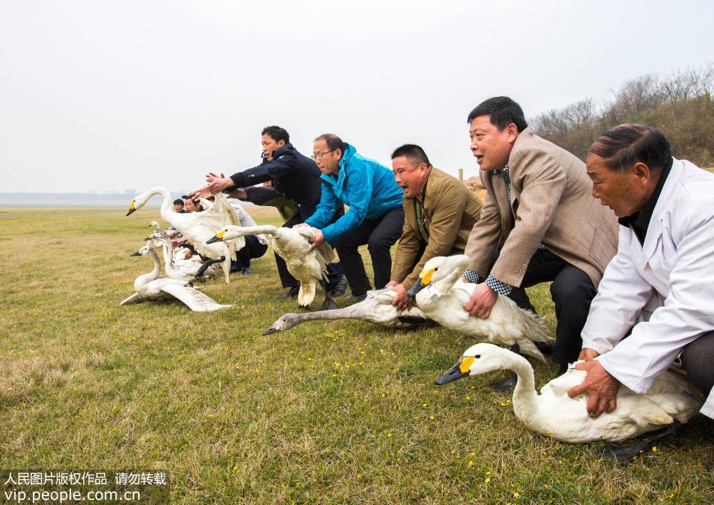 2016年3月4日，李春如（右）和志願者們在鄱陽湖都昌馬影湖一起放飛救治好的12隻天鵝。