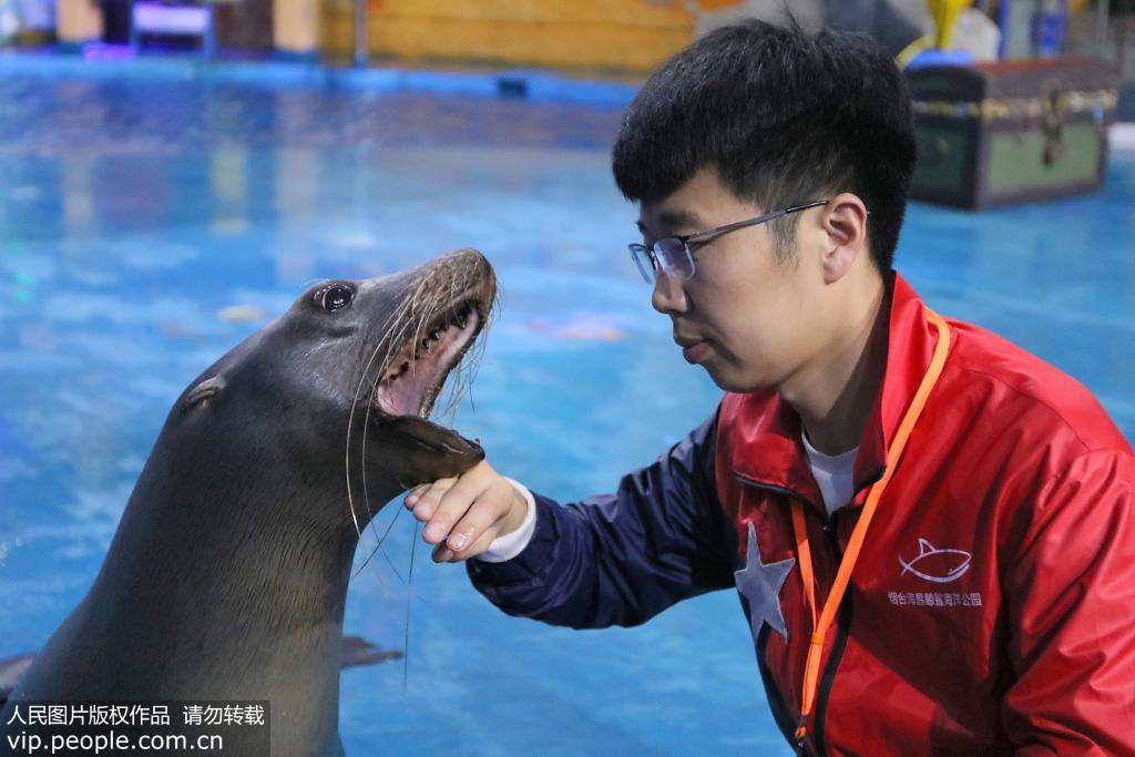 2019年11月5日，山東煙台，海昌鯨鯊海洋公園的工作人員為海獅檢查口腔。