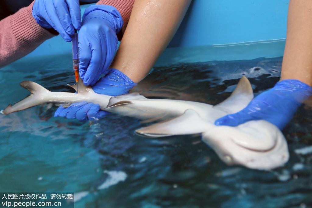 2019年11月5日，山東煙台，海昌鯨鯊海洋公園的工作人員為鯊魚抽血。