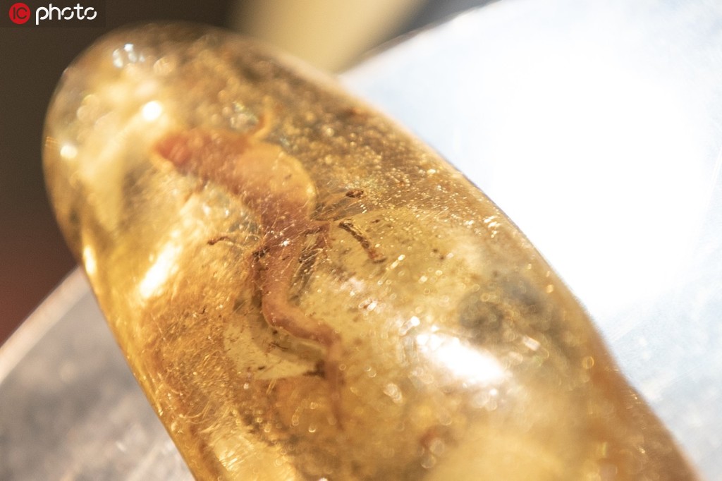 世界最大琥珀水膽蜥蜴化石亮相2019上海進博會【5】