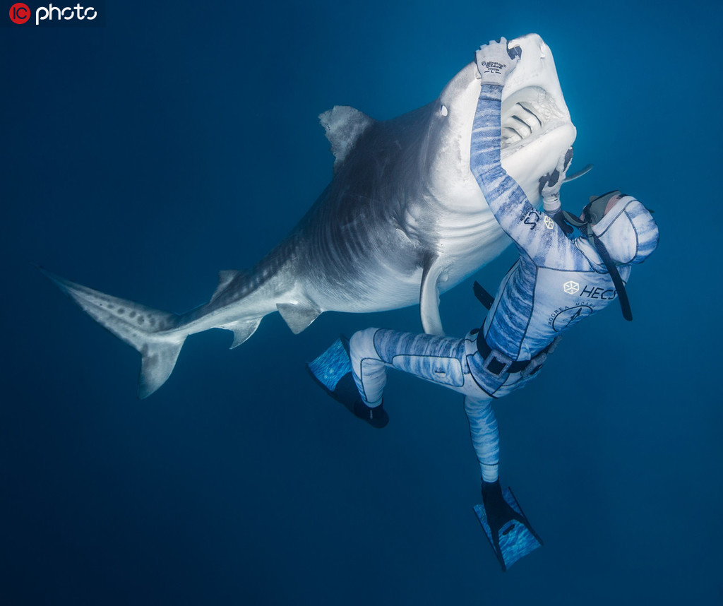 盡管鯊魚是海洋中最凶猛的食肉動物之一，但在下面這位潛水員手中，卻乖得像一個“溫柔的嬰兒”！來自法屬波利尼西亞莫雷阿島的攝影師 Cam Grant 和好友 Pierrick Seybald 日前潛入土阿莫土群島海域，記錄了一位勇敢的潛水員“催眠”凶猛鯊魚的神奇過程。從畫面中可以看到，潛水員用一種特殊的手法撫摸和摩擦虎鯊的鼻子、嘴巴周圍的靈敏毛孔，使鯊魚進入一種類似“催眠”的迷糊狀態中，任由人類擺布，平日裡凶狠的鯊魚仿佛失了魂一般，跟隨著潛水員在深海中漫游。