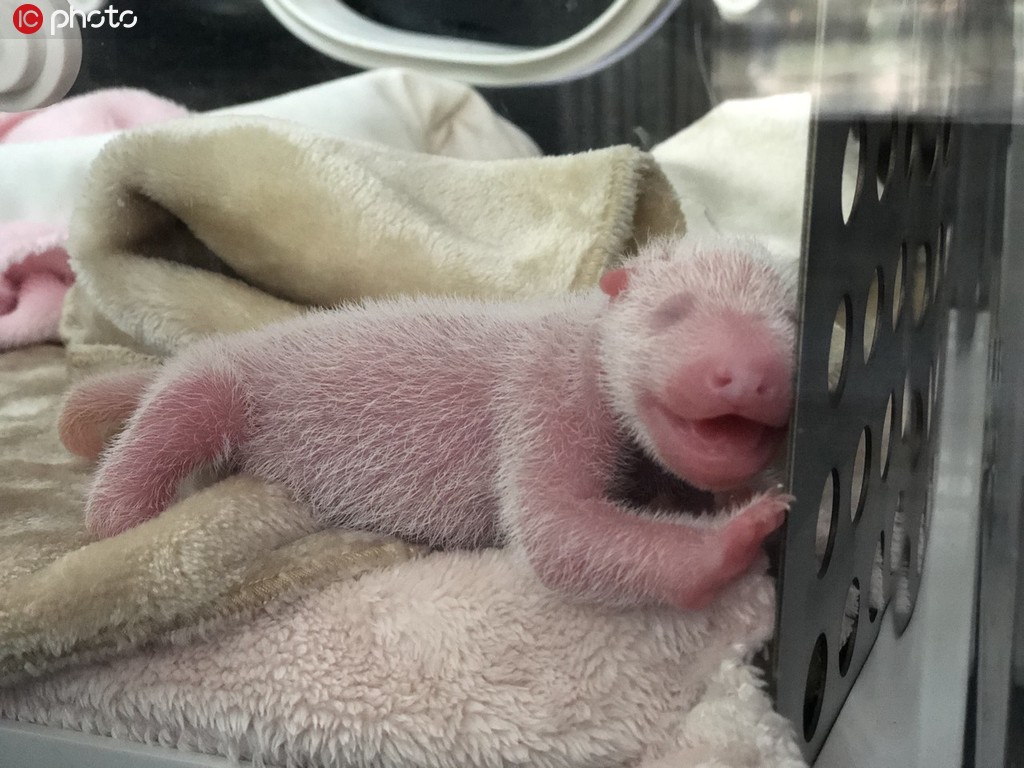 2019年10月11日下午，成都大熊貓繁育研究基地，大熊貓“小丫頭”順利產下一對雙胞胎幼仔。