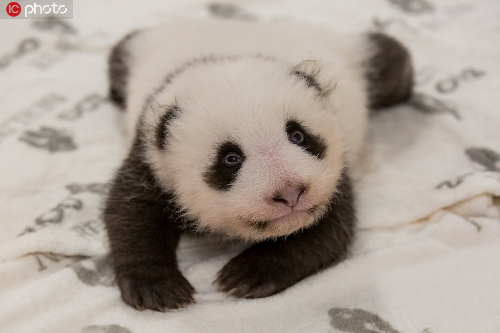 柏林動物園曝光了四張熊貓寶寶的照片，照片中熊貓寶寶依偎在母親夢夢的懷裡，親情無限。當地時間2019年8月31日，兩隻熊貓寶寶在柏林動物園出生，它們是在柏林出生的第一批熊貓幼崽。