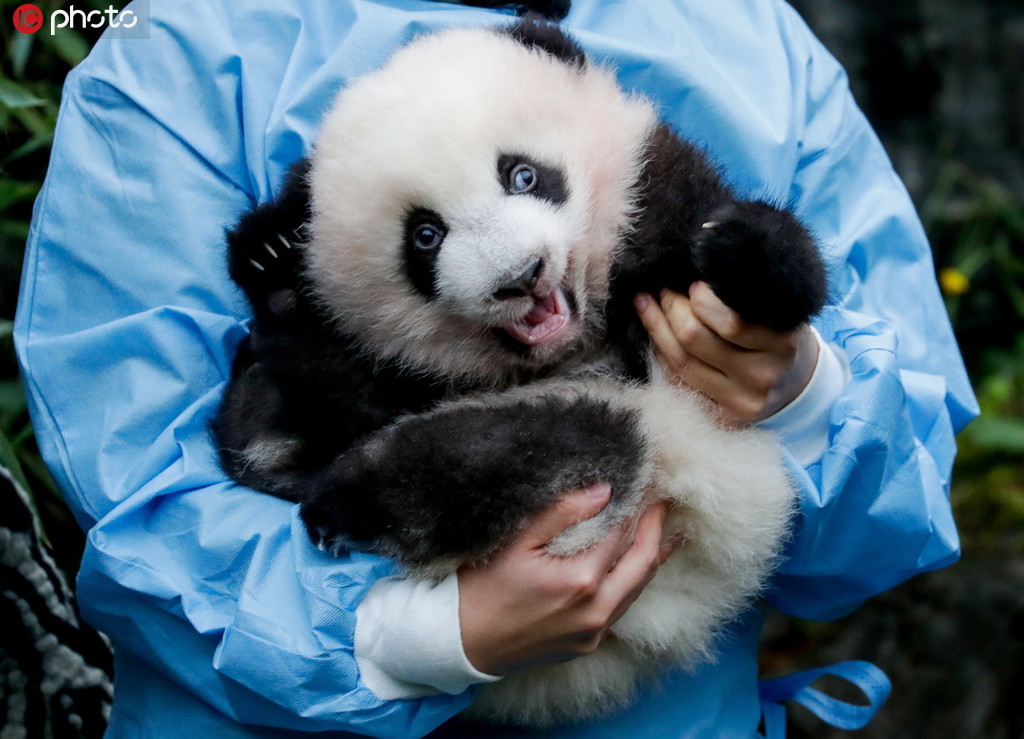 比利時新生雙胞胎大熊貓寶寶亮相 對著鏡頭打招呼又乖又萌【2】