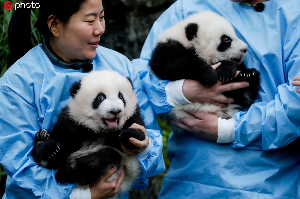 比利時新生雙胞胎大熊貓寶寶亮相 對著鏡頭打招呼又乖又萌【4】