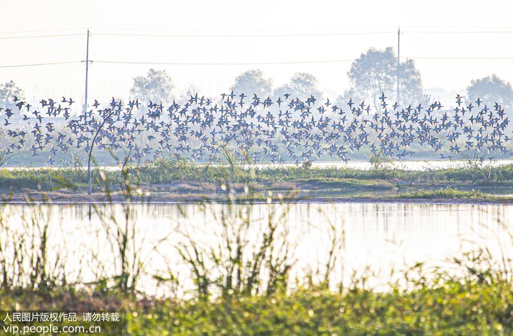 江蘇泗洪：大批候鳥抵達洪澤湖濕地【3】