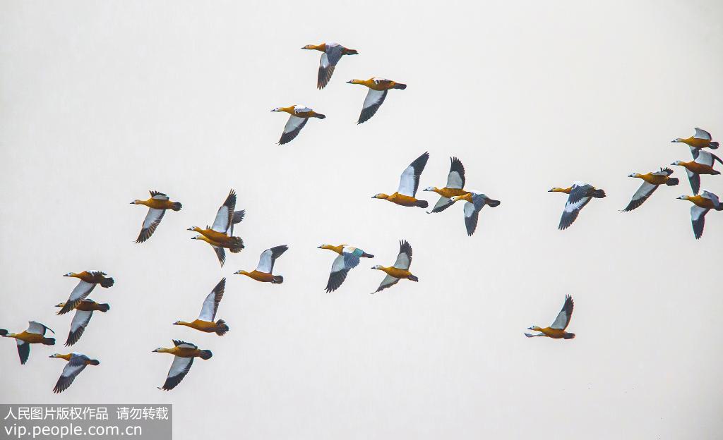 江蘇泗洪：大批候鳥抵達洪澤湖濕地【7】