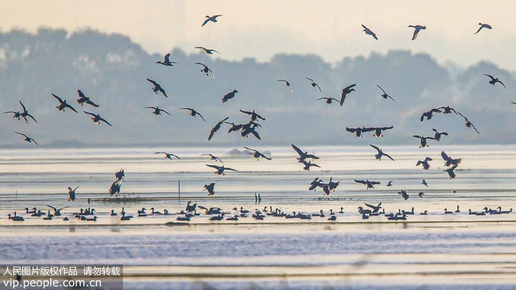 江蘇泗洪：大批候鳥抵達洪澤湖濕地【8】