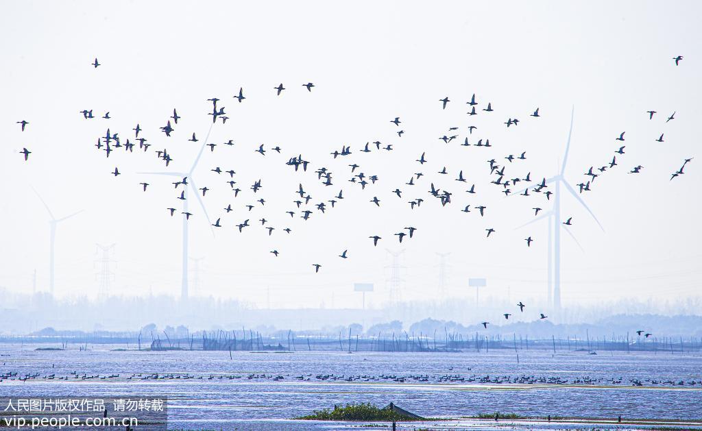 江蘇泗洪：大批候鳥抵達洪澤湖濕地【10】