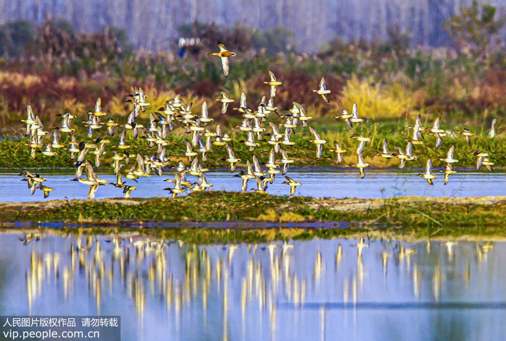 江蘇泗洪：大批候鳥抵達洪澤湖濕地【2】