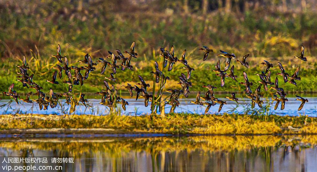 江蘇泗洪：大批候鳥抵達洪澤湖濕地