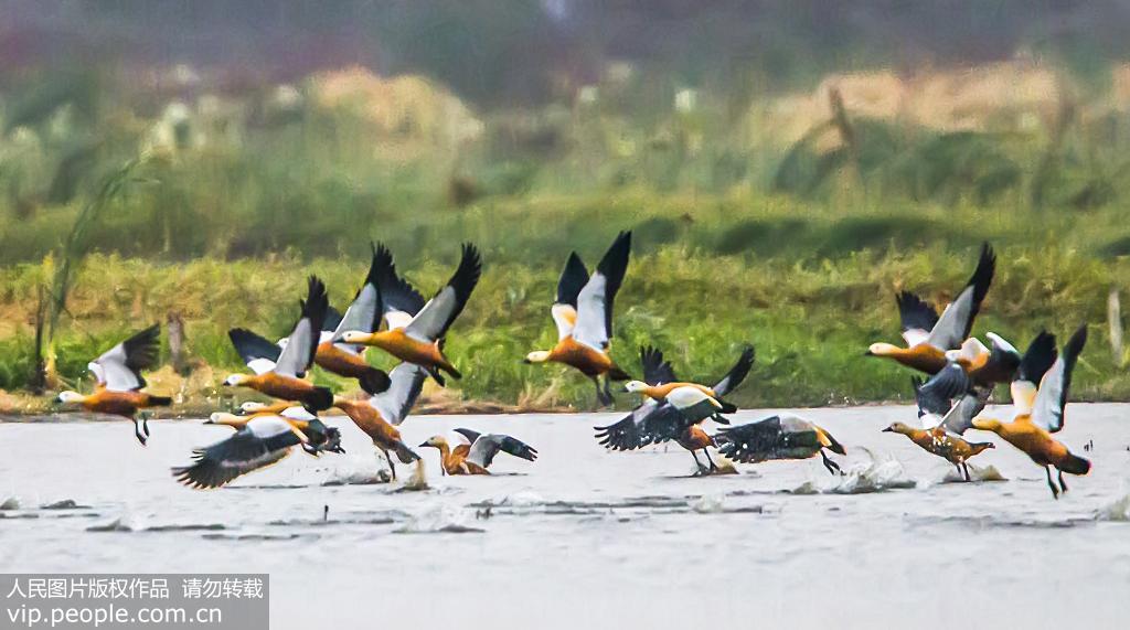 江蘇泗洪：大批候鳥抵達洪澤湖濕地【11】
