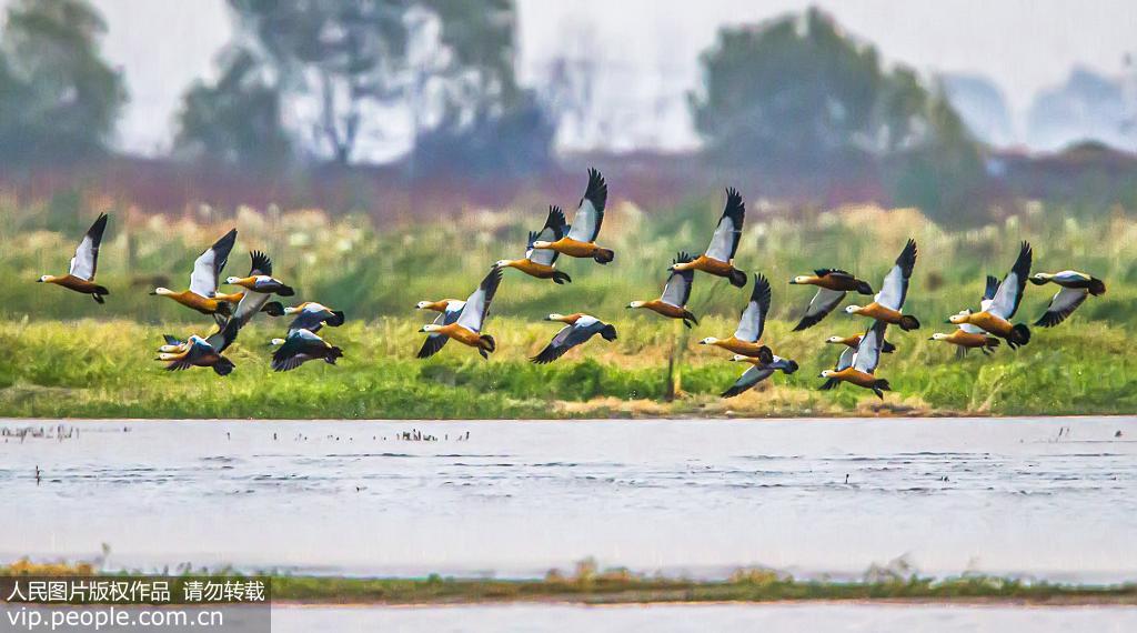 江蘇泗洪：大批候鳥抵達洪澤湖濕地【4】