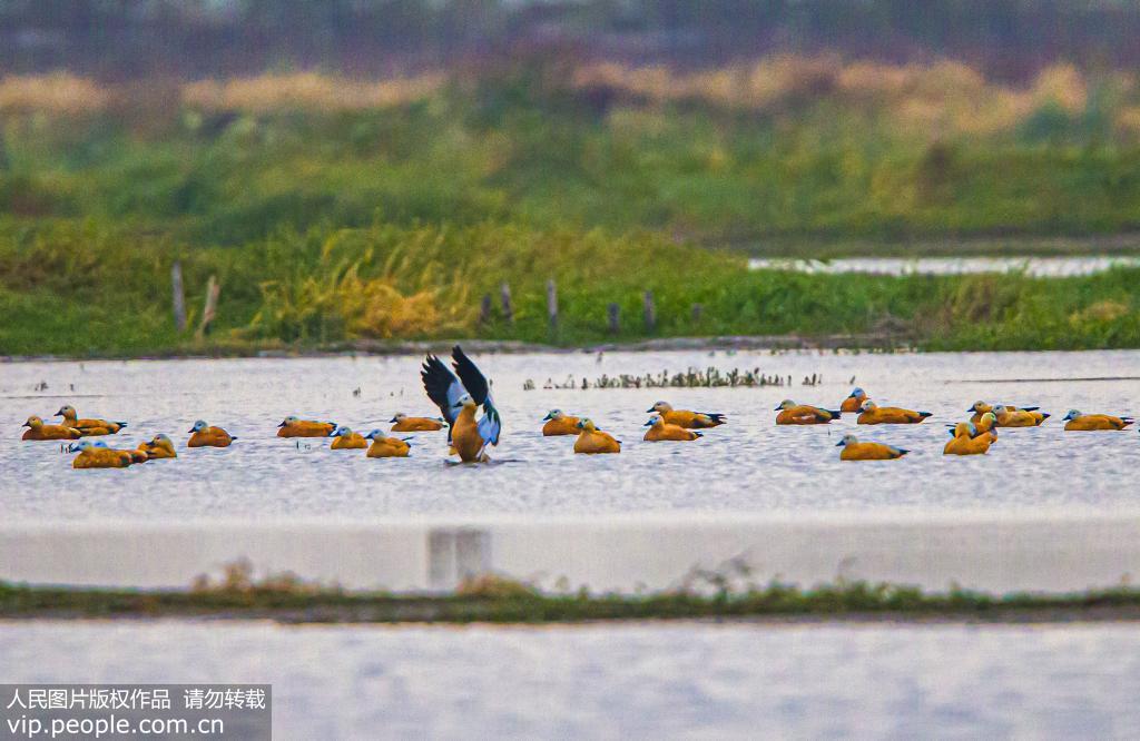 江蘇泗洪：大批候鳥抵達洪澤湖濕地【13】