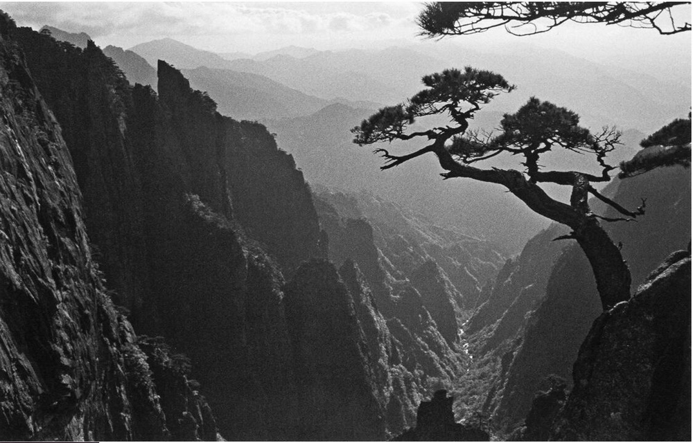 黃山鬆，1962 年 吳印咸 攝