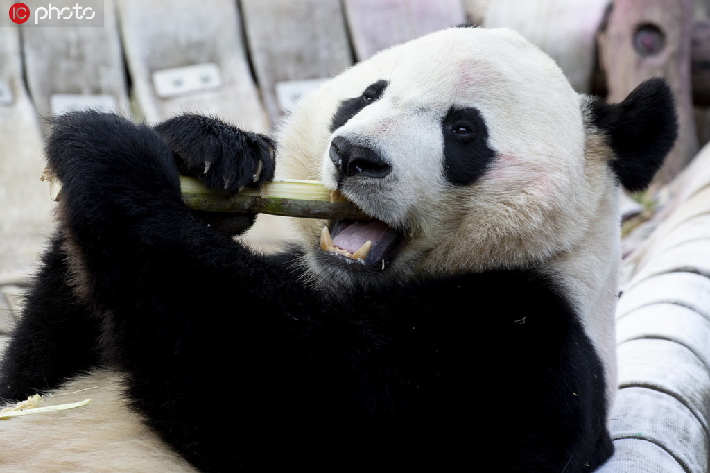 旅美大熊貓“貝貝”啟程回國