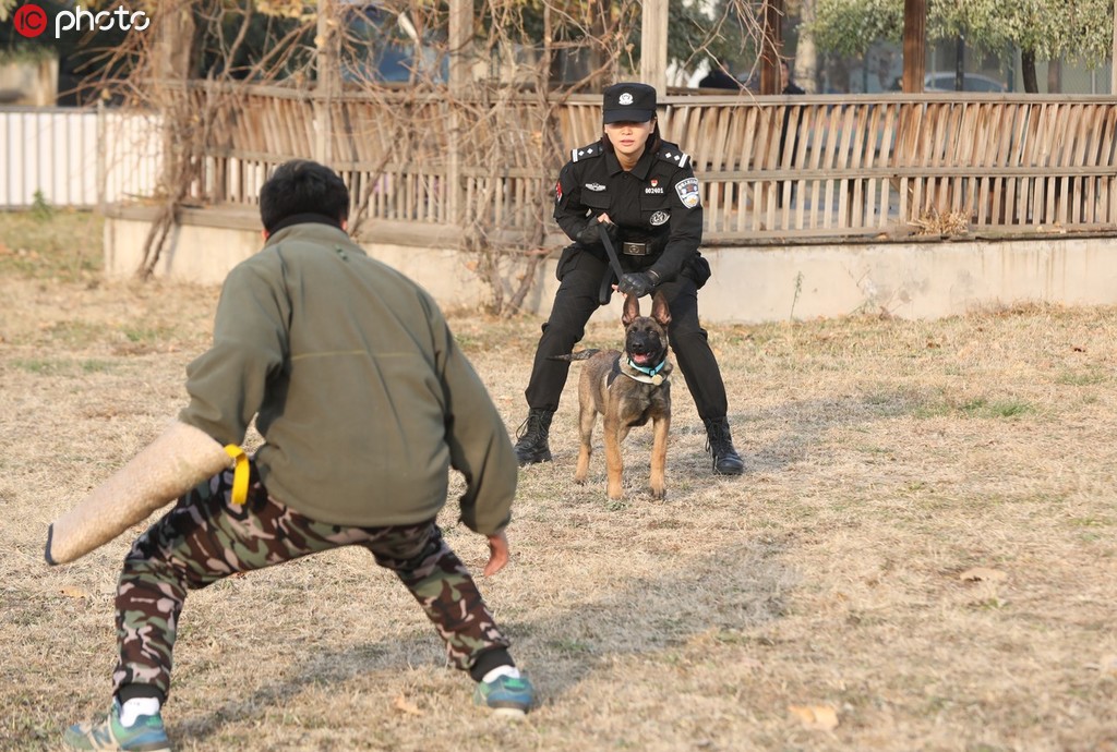 北京市公安局首批克隆犬正式入警【3】