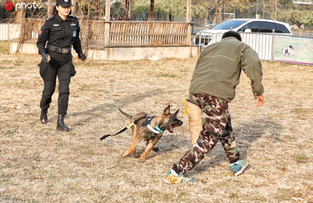 北京市公安局首批克隆犬正式入警【4】