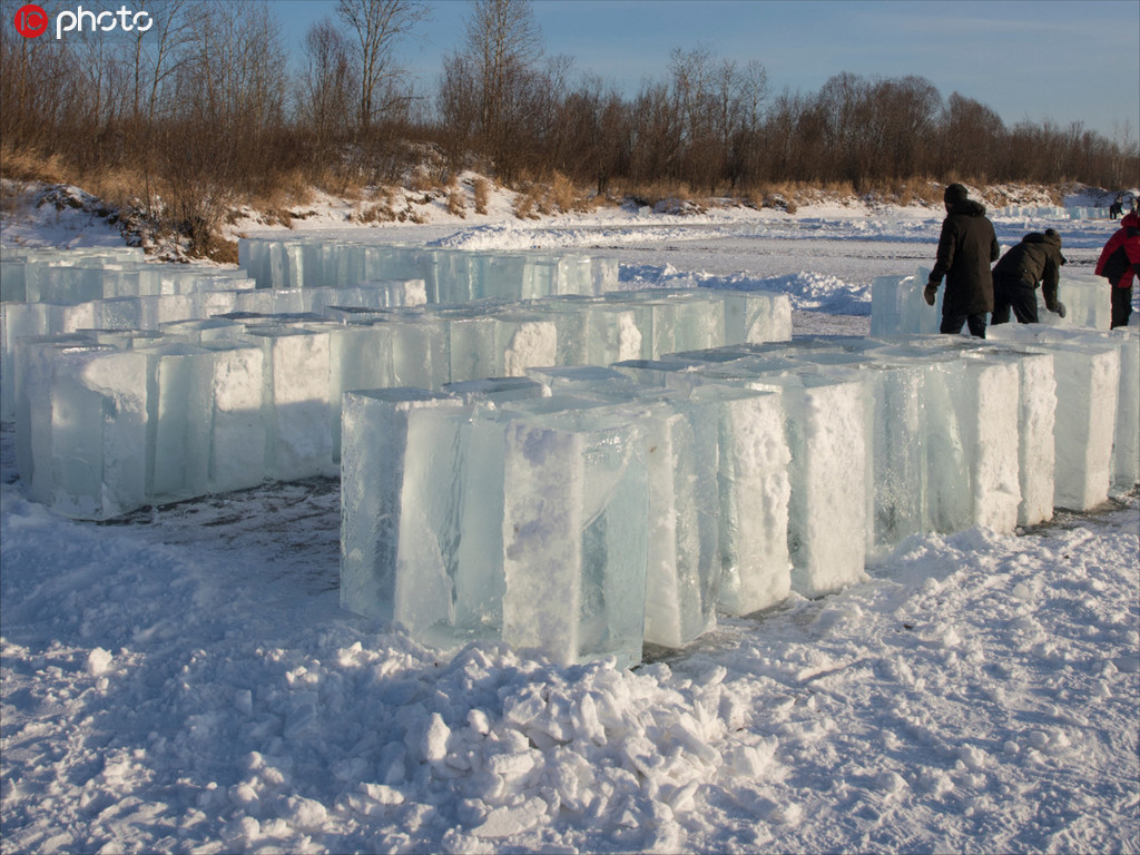 黑龍江漠河取冰現場 250人取出2500余塊冰 每塊重200斤【4】