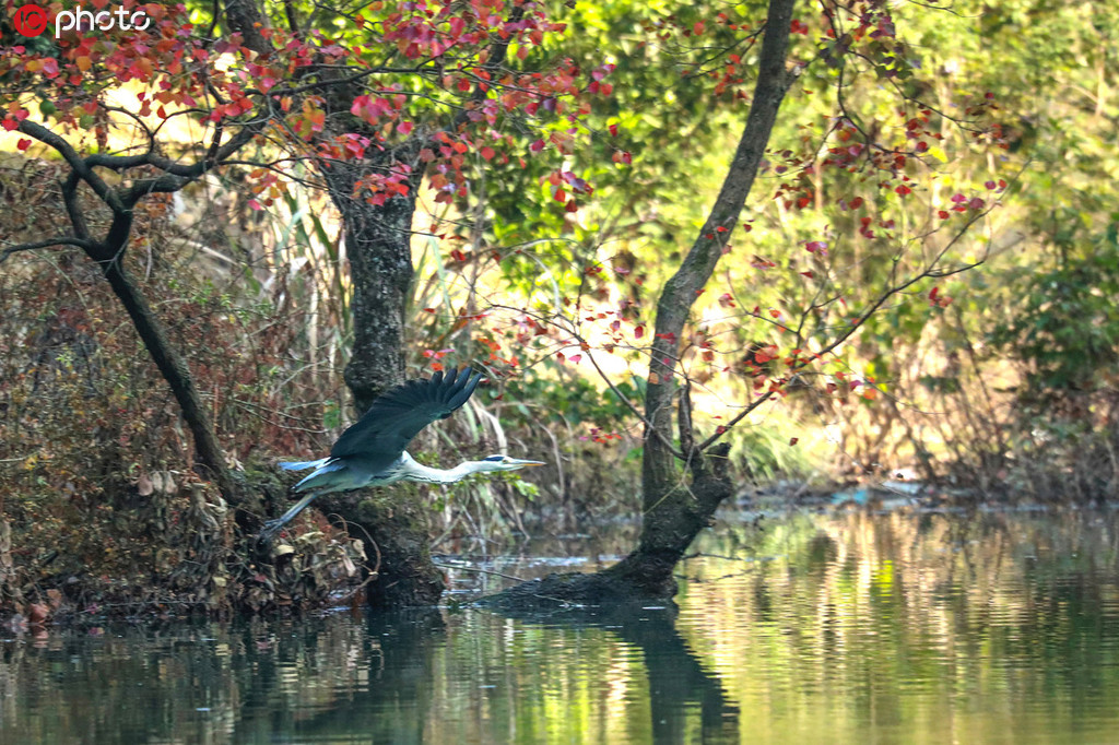 三峽庫區成珍稀鳥類棲息地 各種鳥自由飛舞