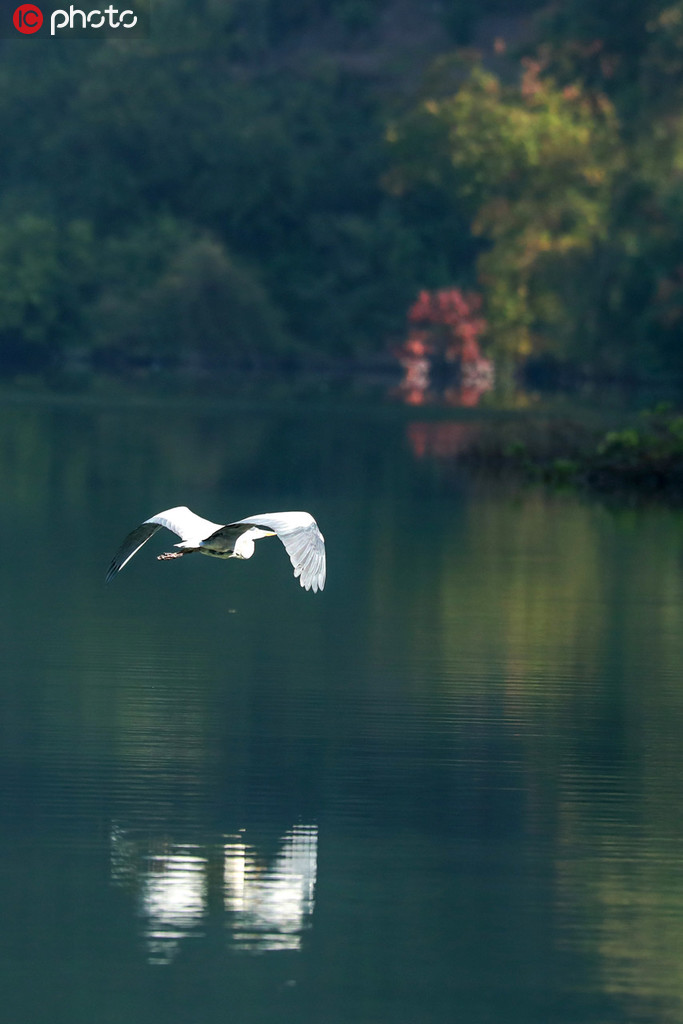 三峽庫區成珍稀鳥類棲息地 各種鳥自由飛舞【4】