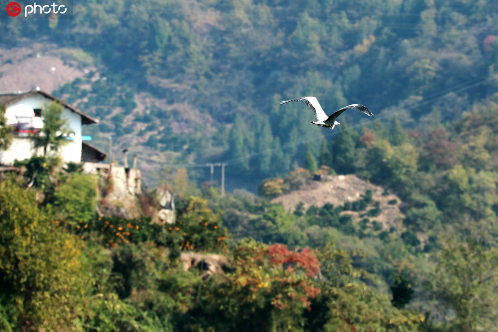 三峽庫區成珍稀鳥類棲息地 各種鳥自由飛舞【5】