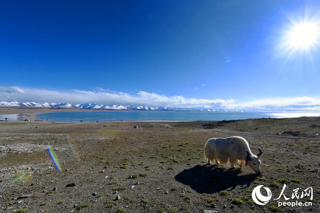 藏語稱白牦牛為“垴嘎爾”，是青藏高原型牦牛中一個珍貴而特異的地方良種。納木錯湖邊能看到不少當地百姓飼養的白牦牛在悠閑地吃草散步。（人民網 馮粒 攝）