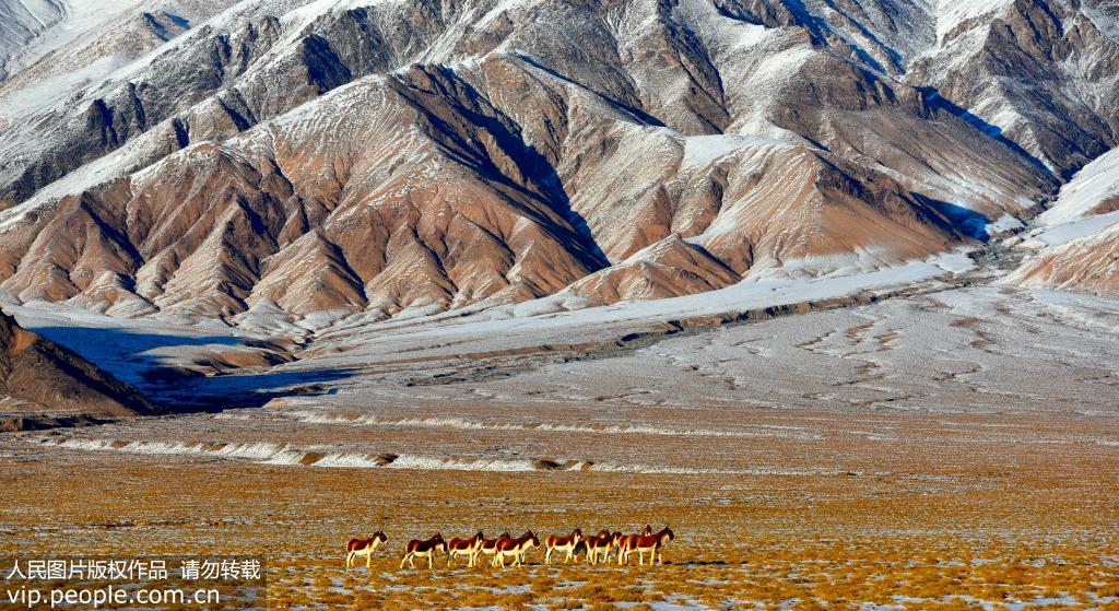 新疆阿爾金山國家級自然保護區 野生動物的天堂【5】