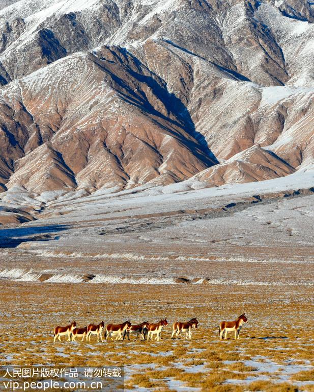 新疆阿爾金山國家級自然保護區 野生動物的天堂【4】