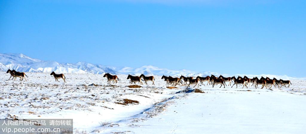 新疆阿爾金山國家級自然保護區 野生動物的天堂【2】