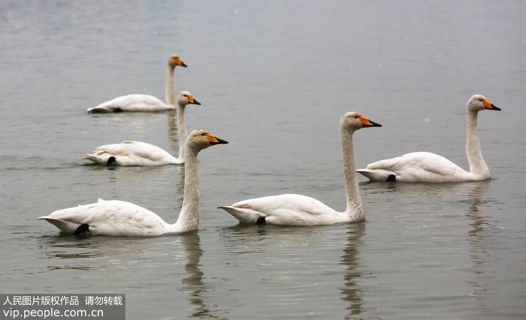 山西平陸：4000多隻大天鵝黃河濕地越冬