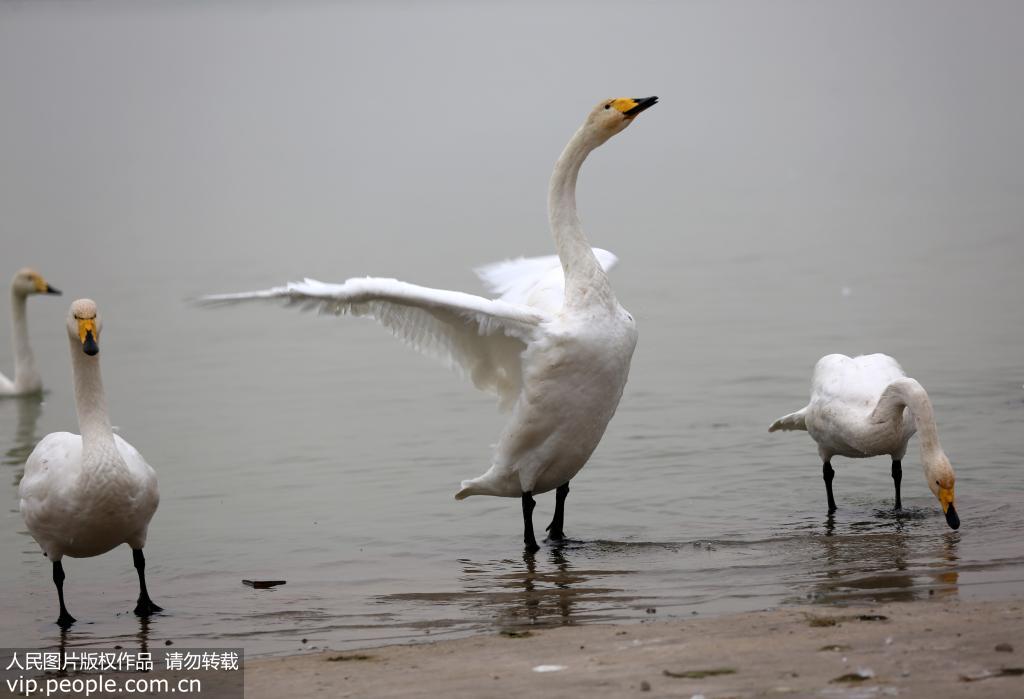 山西平陸：4000多隻大天鵝黃河濕地越冬【3】